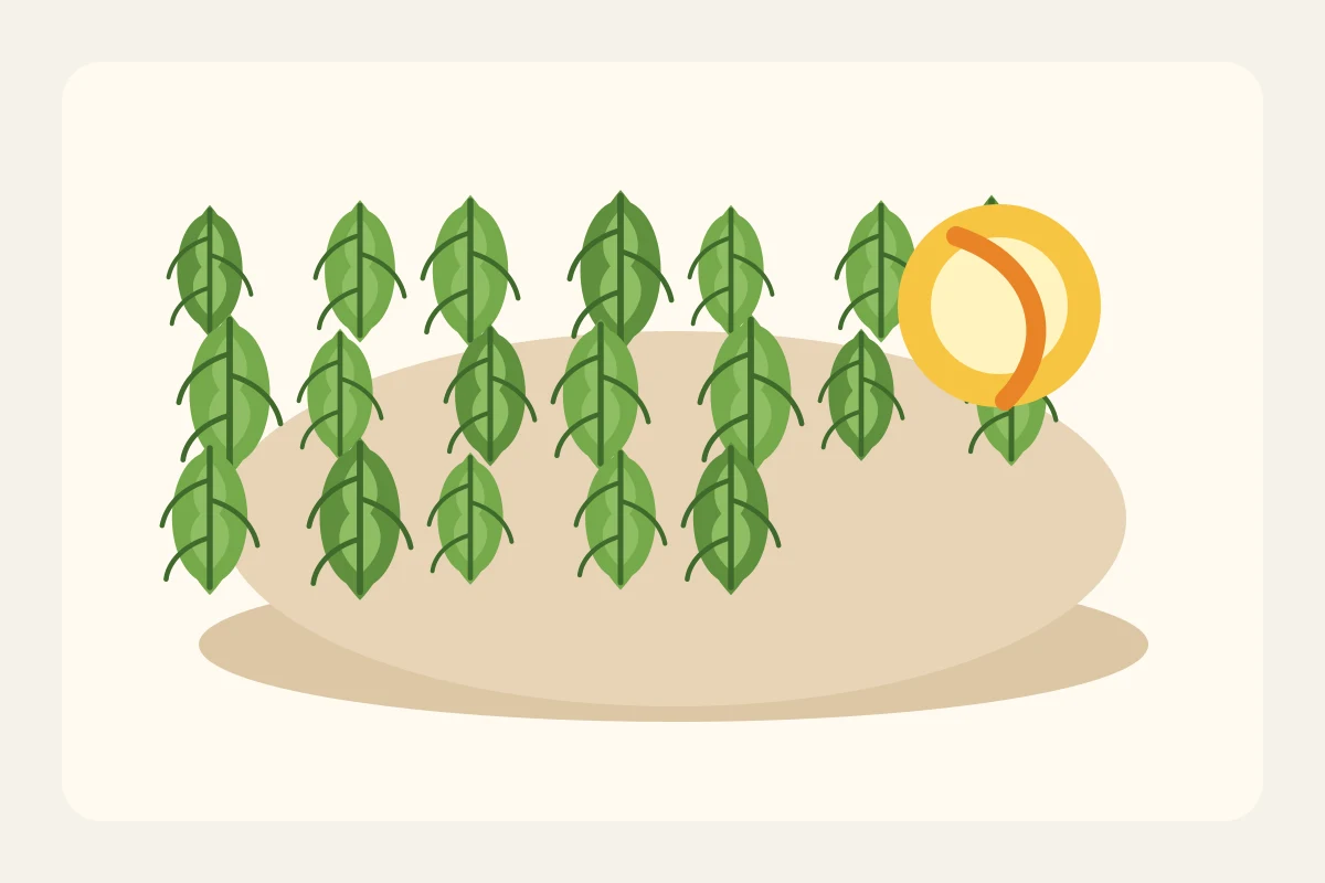 Generated illustration of hop cones and citrus peel representing Cascade hops